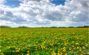 grass field