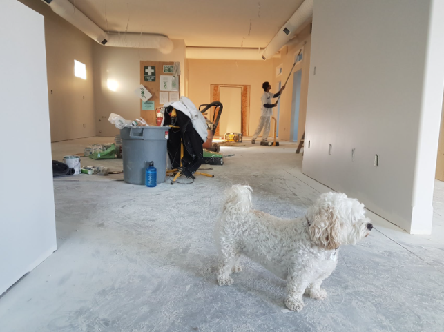 Dog-Friendly Home