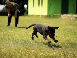 Dog-Friendly Home