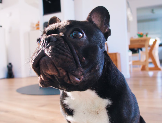 Dog-Friendly Home