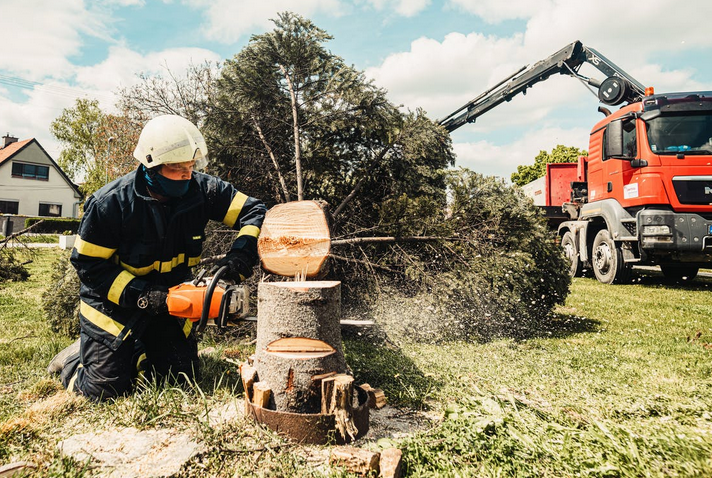 arborist