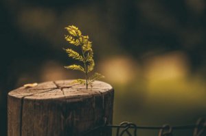 tree stump